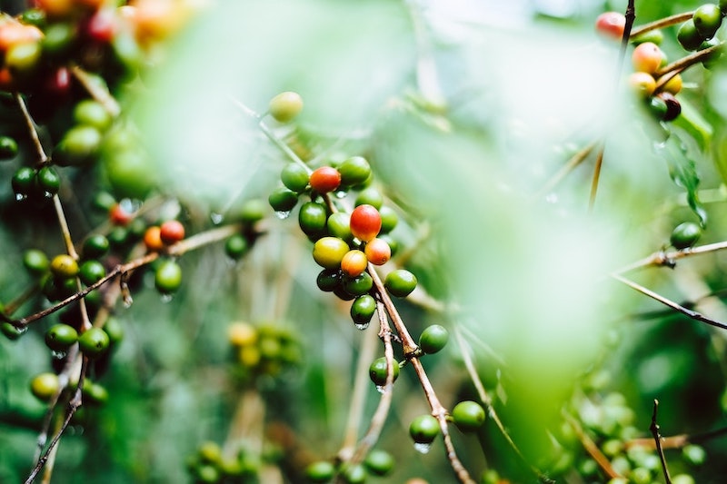 unpicked Coffee Beans